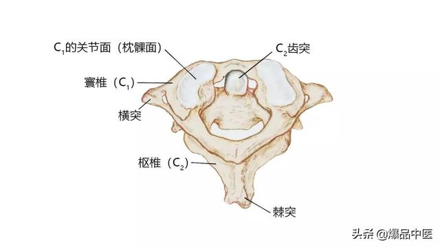 27张高清解剖图——头、面、颈部骨骼及肌肉