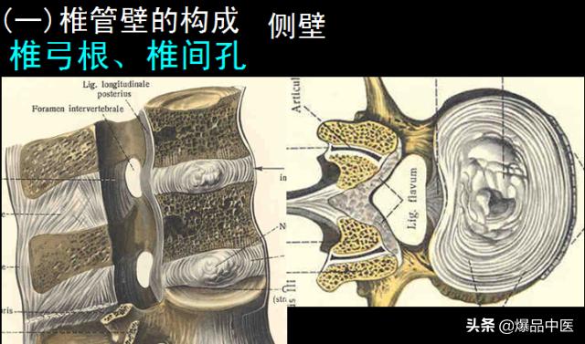 椎管解剖（高清大图）