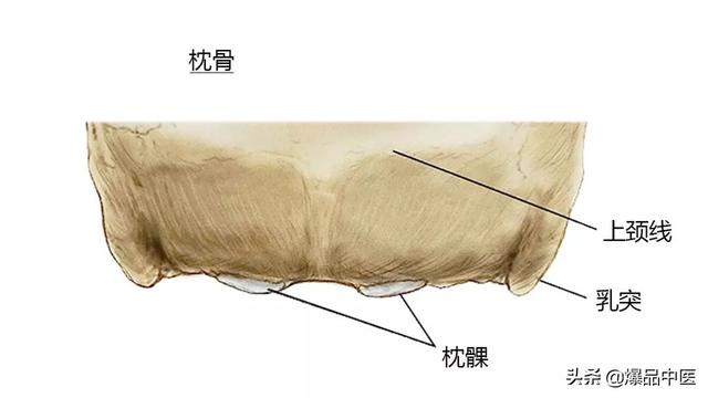 27张高清解剖图——头、面、颈部骨骼及肌肉