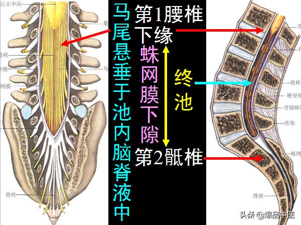 椎管解剖（高清大图）