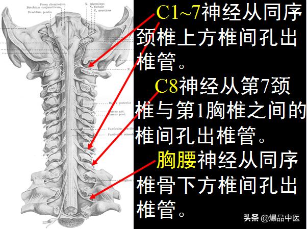 椎管解剖（高清大图）