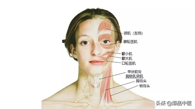 27张高清解剖图——头、面、颈部骨骼及肌肉