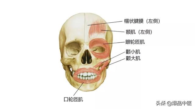 27张高清解剖图——头、面、颈部骨骼及肌肉