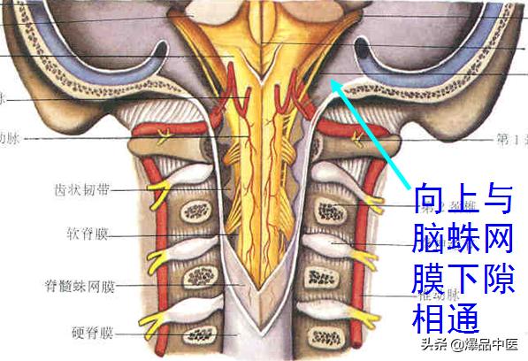 椎管解剖（高清大图）
