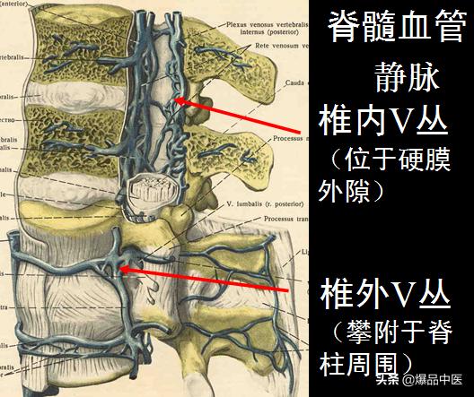 椎管解剖（高清大图）