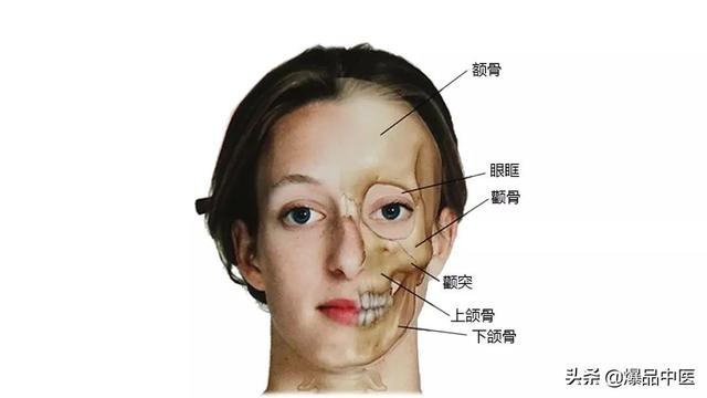 27张高清解剖图——头、面、颈部骨骼及肌肉