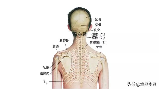 27张高清解剖图——头、面、颈部骨骼及肌肉