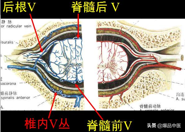 椎管解剖（高清大图）