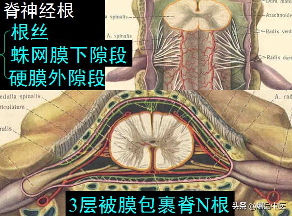 椎管解剖（高清大图）