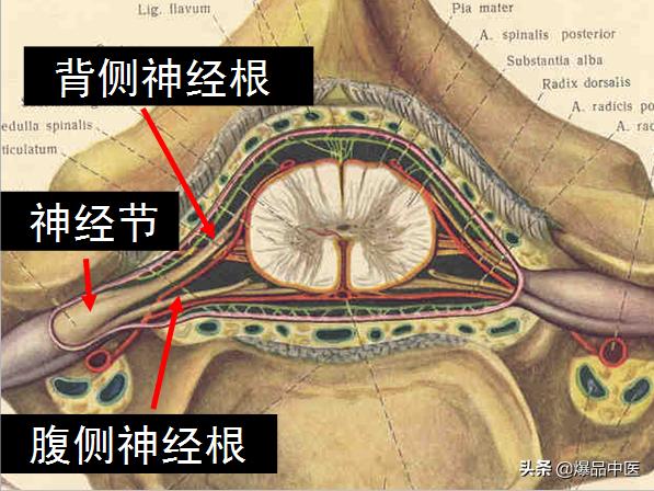 椎管解剖（高清大图）