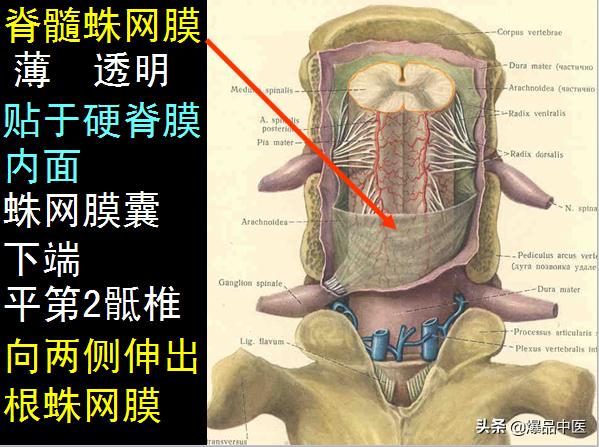 椎管解剖（高清大图）