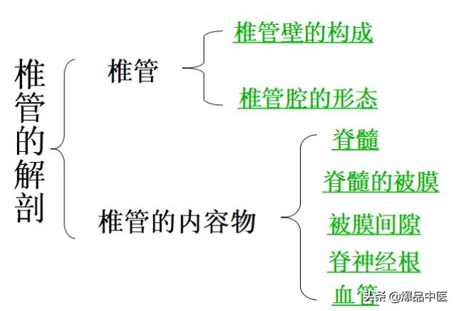 椎管解剖（高清大图）