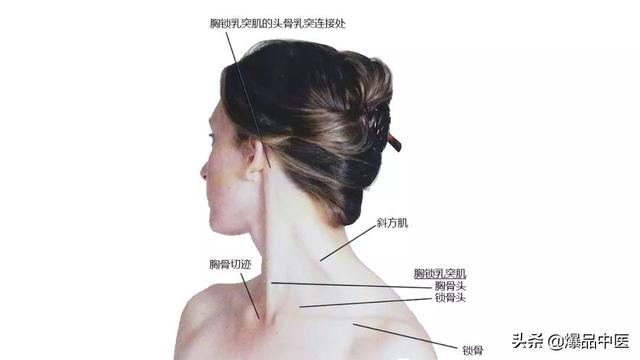 27张高清解剖图——头、面、颈部骨骼及肌肉