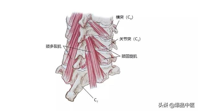 27张高清解剖图——头、面、颈部骨骼及肌肉