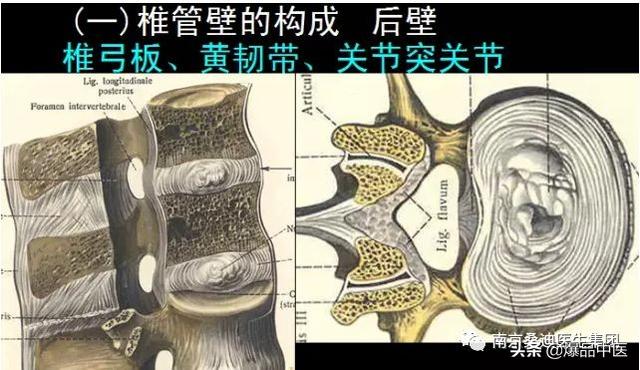 椎管解剖（高清大图）