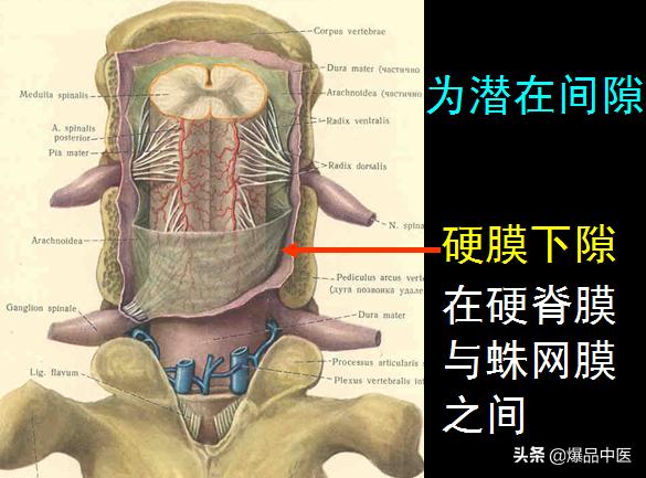 椎管解剖（高清大图）