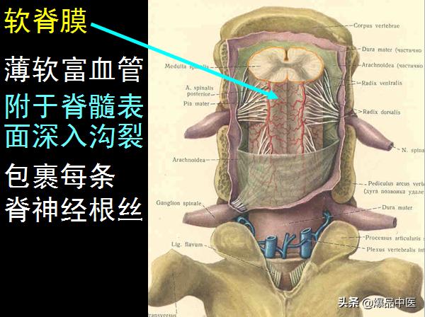 椎管解剖（高清大图）