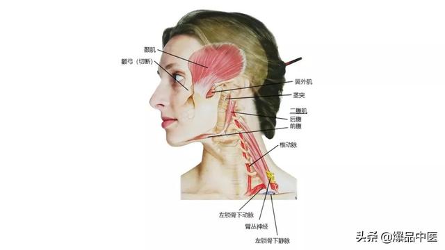 27张高清解剖图——头、面、颈部骨骼及肌肉