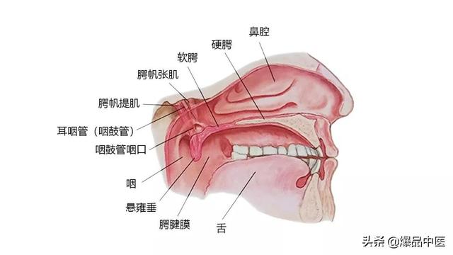 27张高清解剖图——头、面、颈部骨骼及肌肉