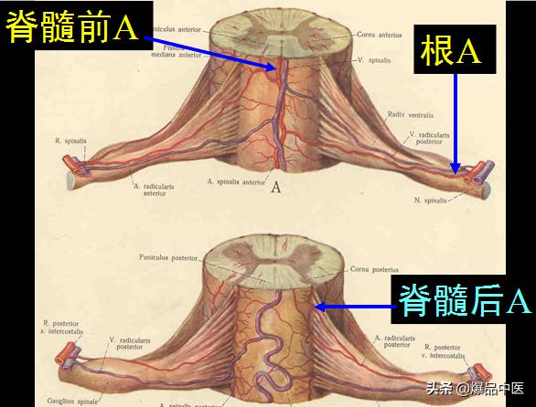 椎管解剖（高清大图）