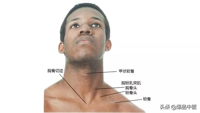 27张高清解剖图——头、面、颈部骨骼及肌肉