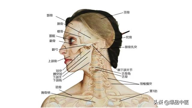 27张高清解剖图——头、面、颈部骨骼及肌肉