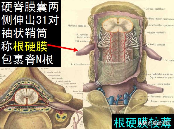 椎管解剖（高清大图）