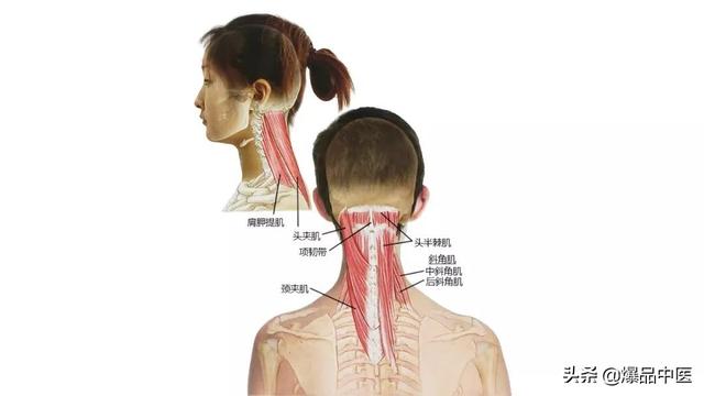 27张高清解剖图——头、面、颈部骨骼及肌肉