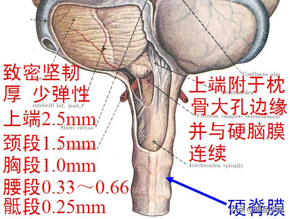 椎管解剖（高清大图）