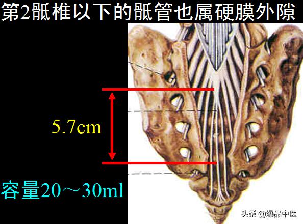 椎管解剖（高清大图）