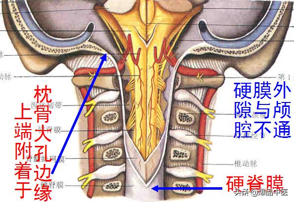 椎管解剖（高清大图）