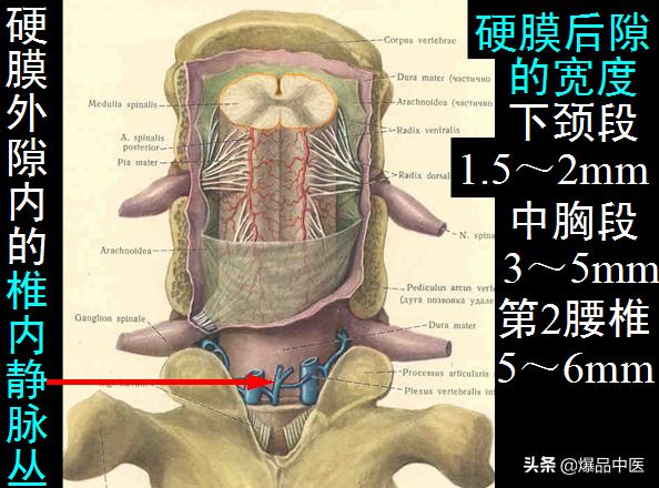 椎管解剖（高清大图）