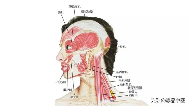 27张高清解剖图——头、面、颈部骨骼及肌肉