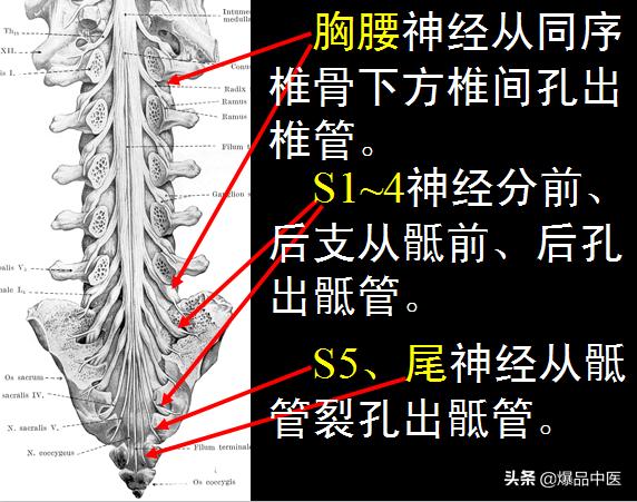 椎管解剖（高清大图）