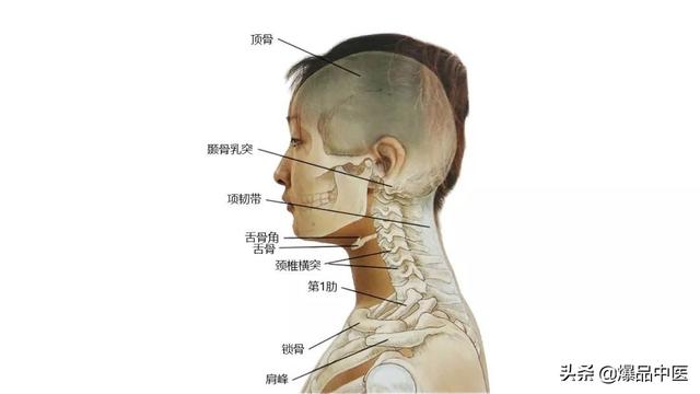 27张高清解剖图——头、面、颈部骨骼及肌肉