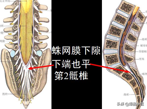 椎管解剖（高清大图）