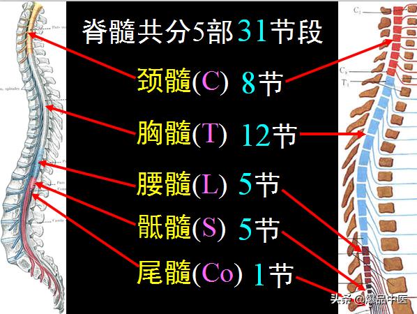 椎管解剖（高清大图）