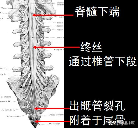 椎管解剖（高清大图）