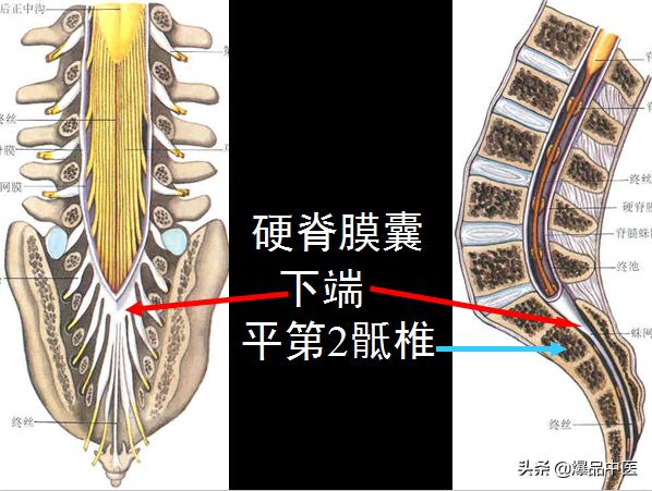 椎管解剖（高清大图）