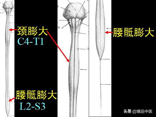 椎管解剖（高清大图）