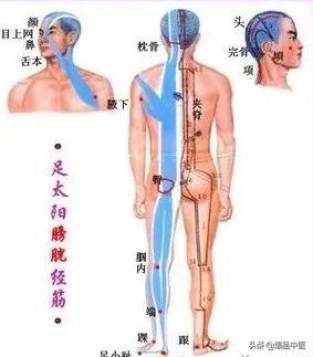 十二经筋（收藏版）