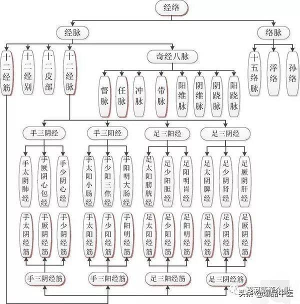 十二经筋（收藏版）