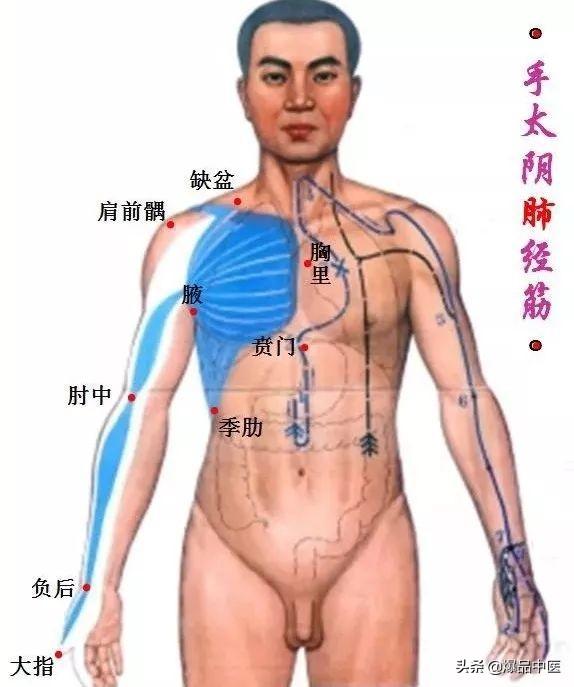 十二经筋（收藏版）