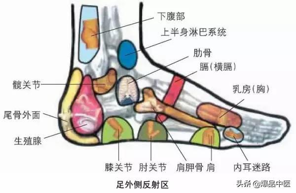 针灸的全息图谱