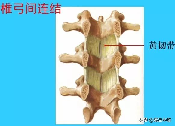 超实用脊椎解剖图解