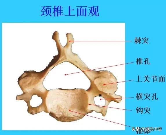 超实用脊椎解剖图解