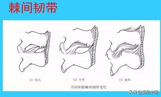 超实用脊椎解剖图解