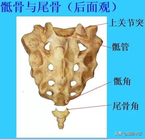 超实用脊椎解剖图解