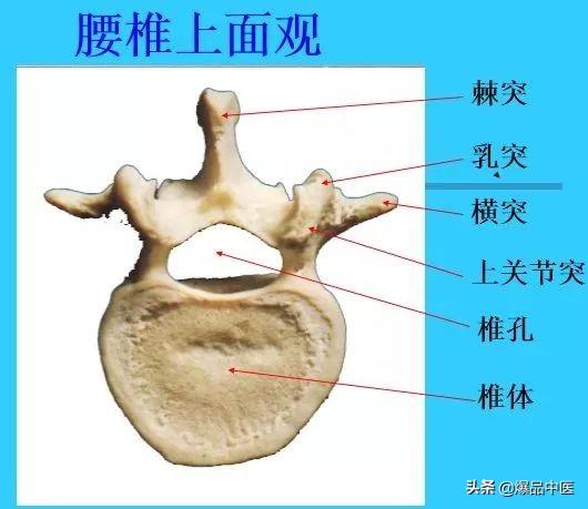 超实用脊椎解剖图解