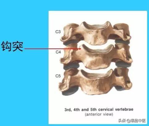 超实用脊椎解剖图解